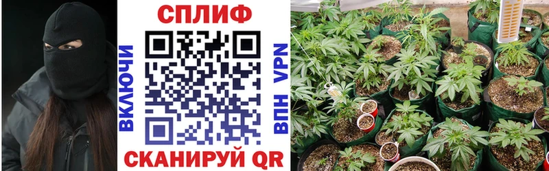 Купить  Сенгилей  Бошки марихуана семена 